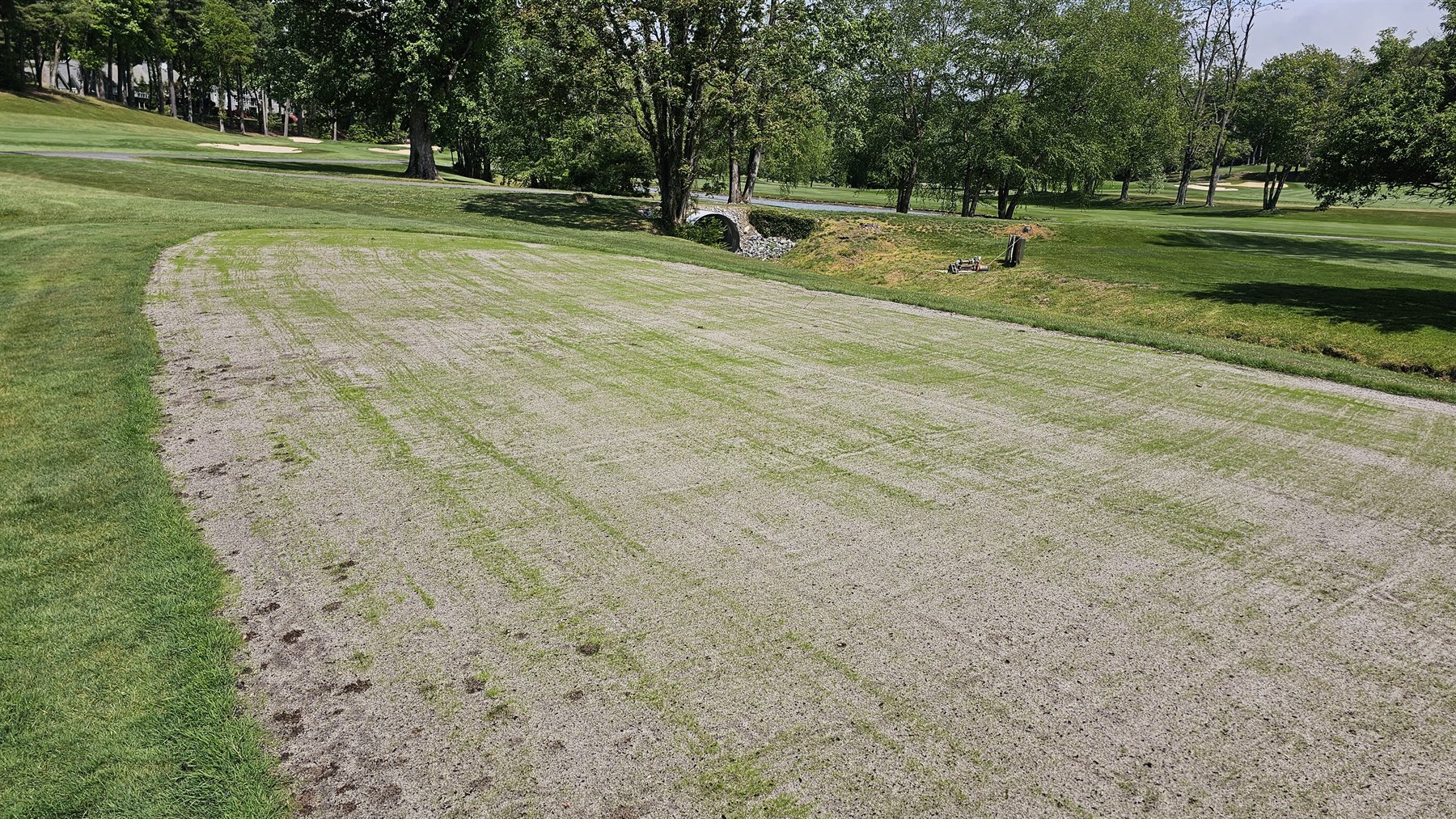 Side view of early bentgrass emergence rows