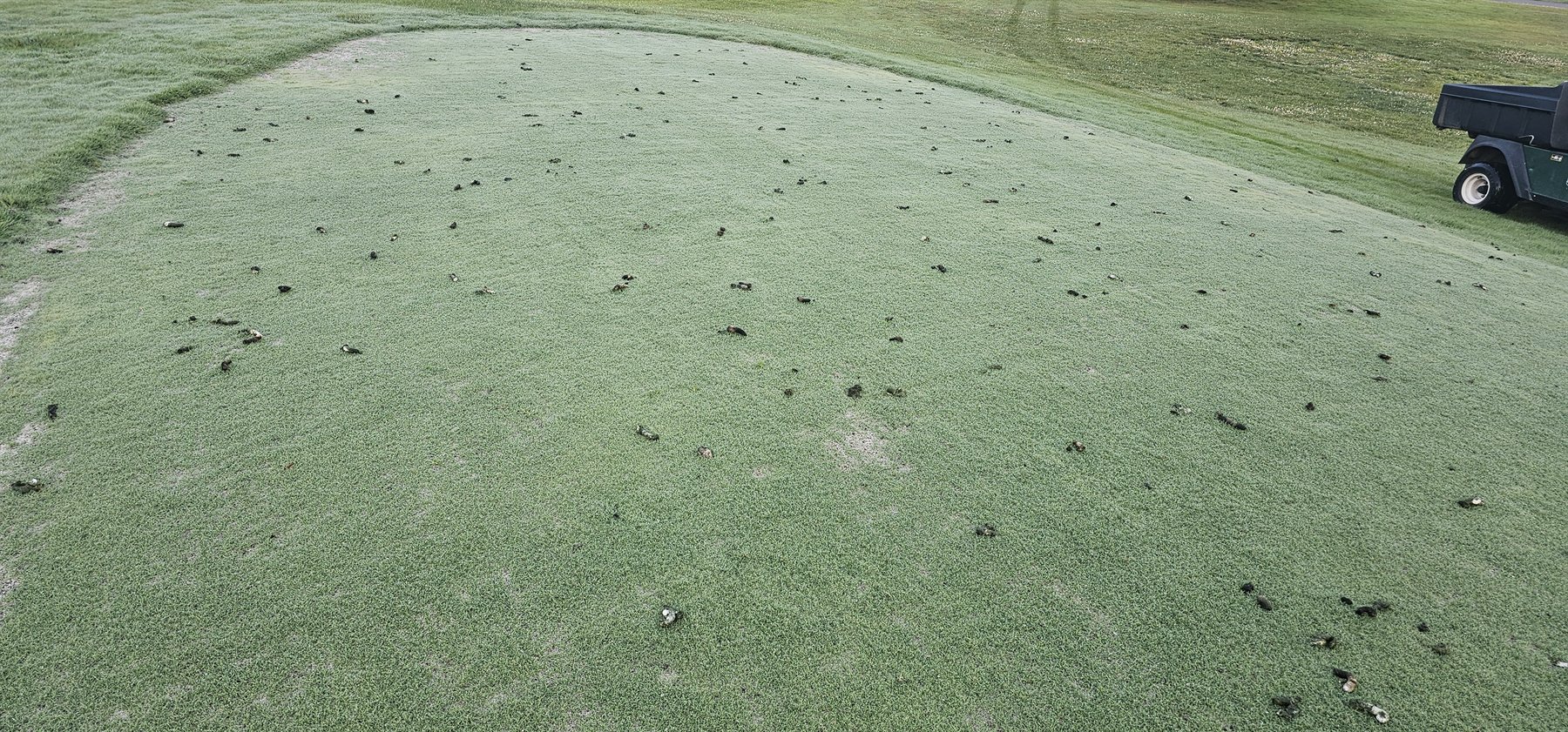 Close surface view of dense 9 tee bentgrass on May 19, 2026