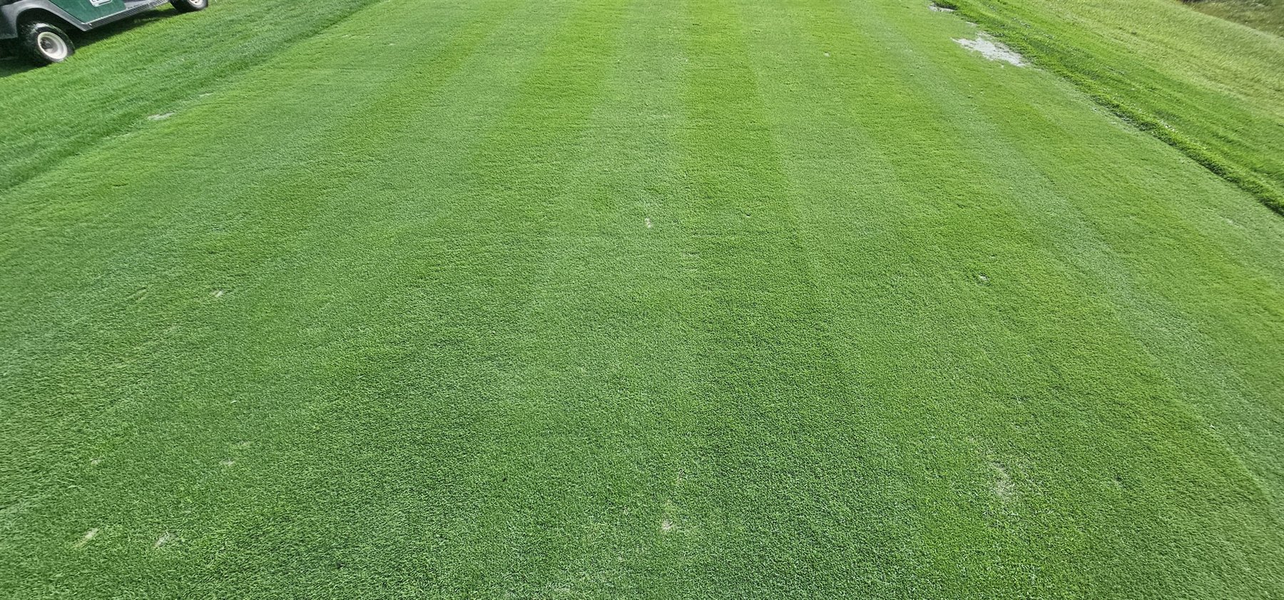 Close view of the finished bentgrass tee surface